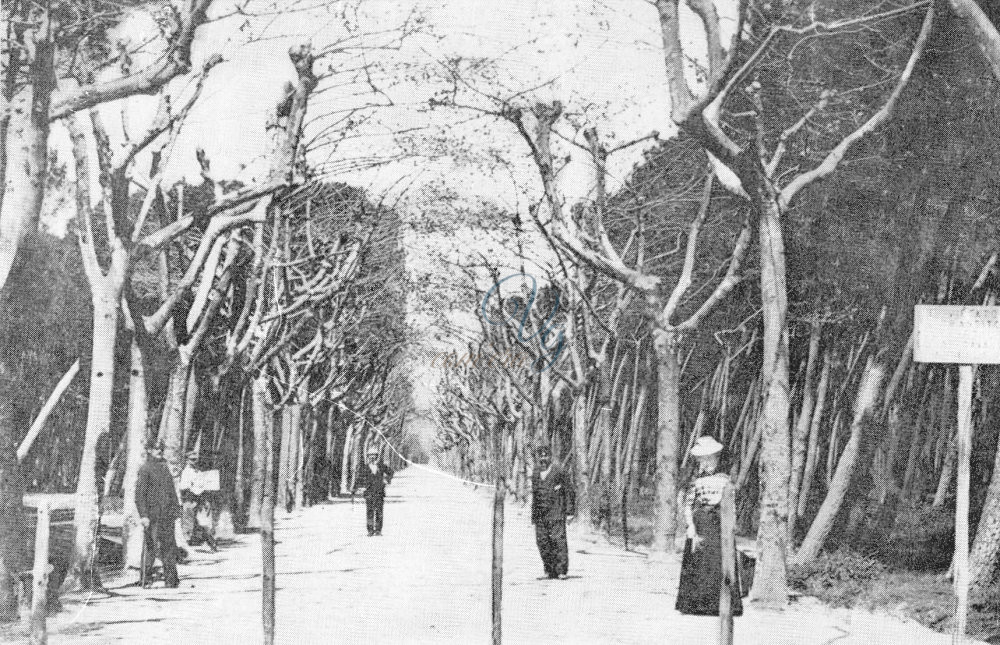 Viale Capponi Viareggio Anno 1890
