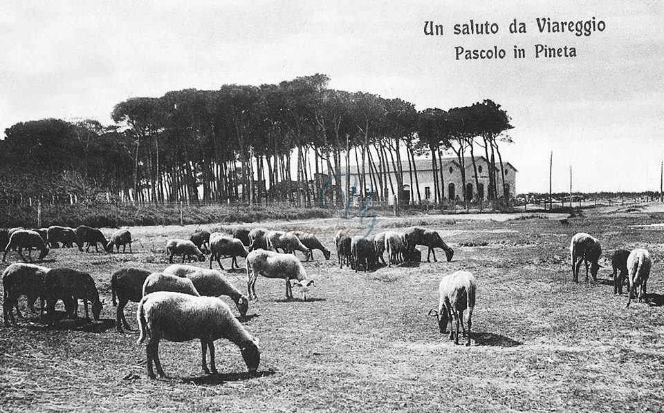 Pineta di Levante Viareggio Anni '00