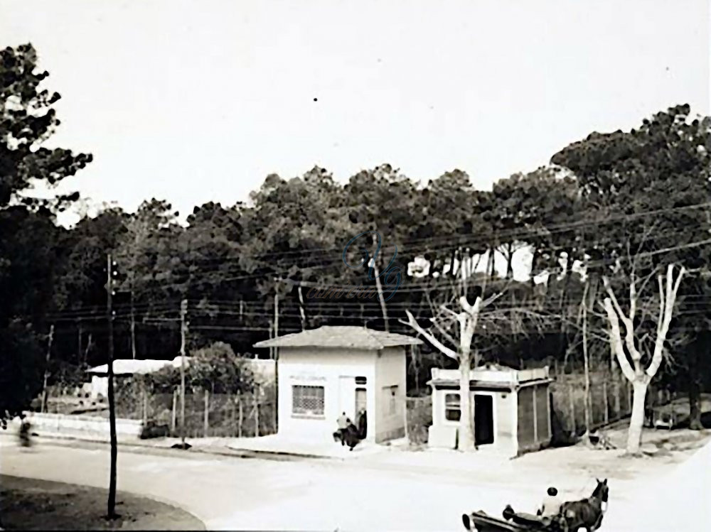 Pineta Viareggio Anni '10