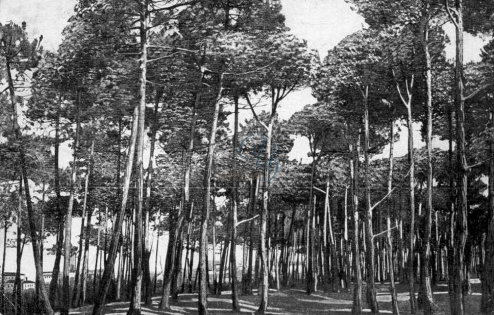 Pineta di Ponente Viareggio Anno 1914