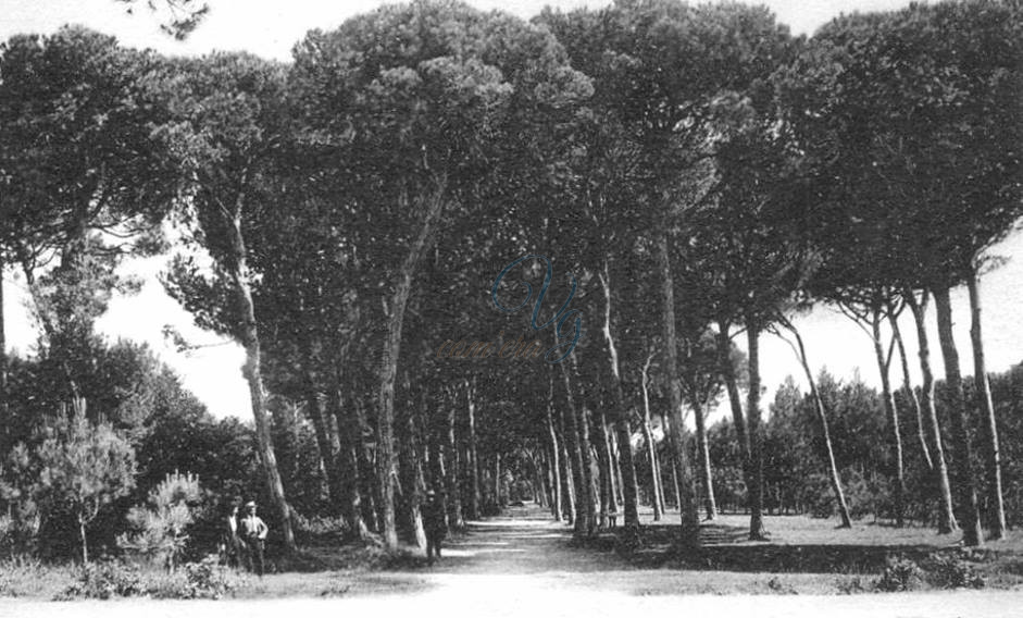 Pineta di Ponente Viareggio Anni '20