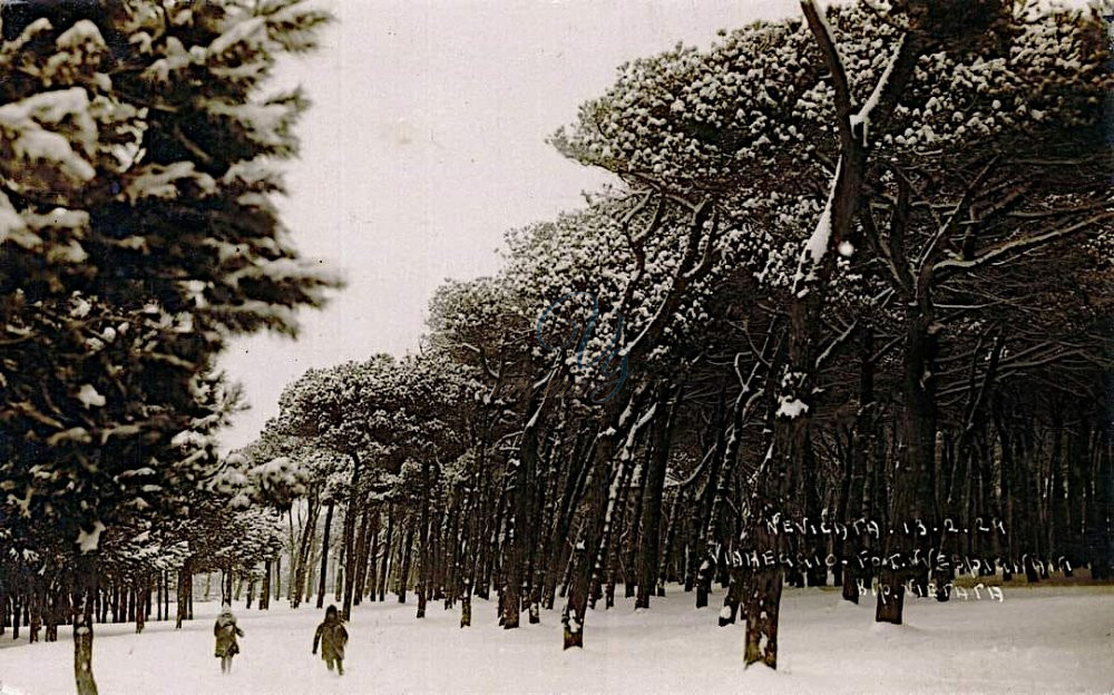 Pineta innevata Viareggio Anno 1929