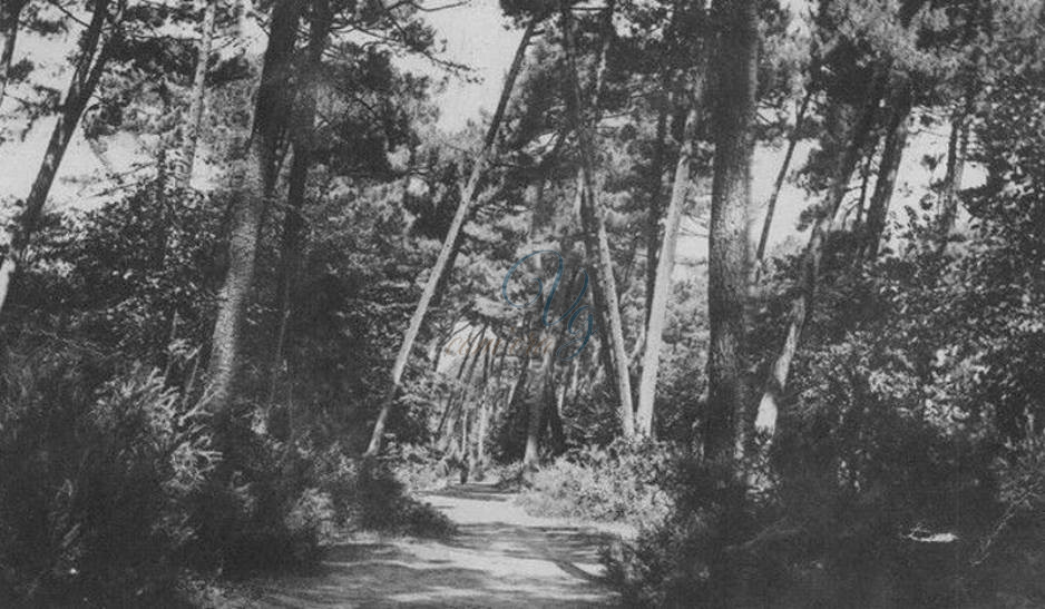 Pineta di Levante Viareggio Anno 1934
