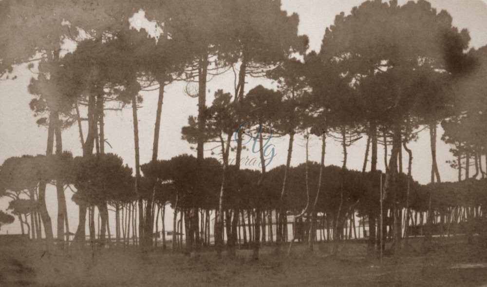 Pineta di Levante Viareggio Anni '40