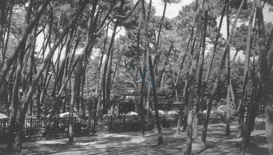 Pineta di Ponente Viareggio Anni '40