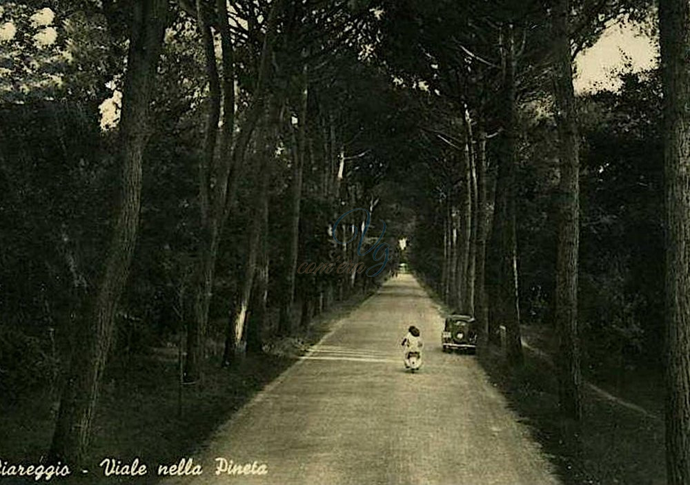 Viale nella Pineta Viareggio Anni '40