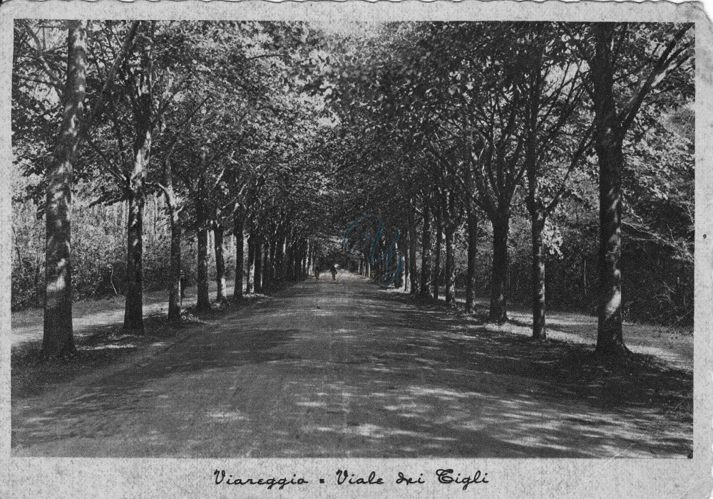 viale dei Tigli Viareggio Anni '40