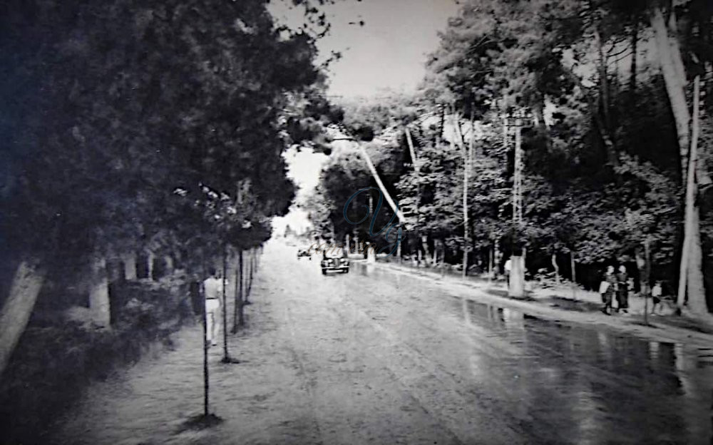 Tra le pinete Viareggio Anno 1949