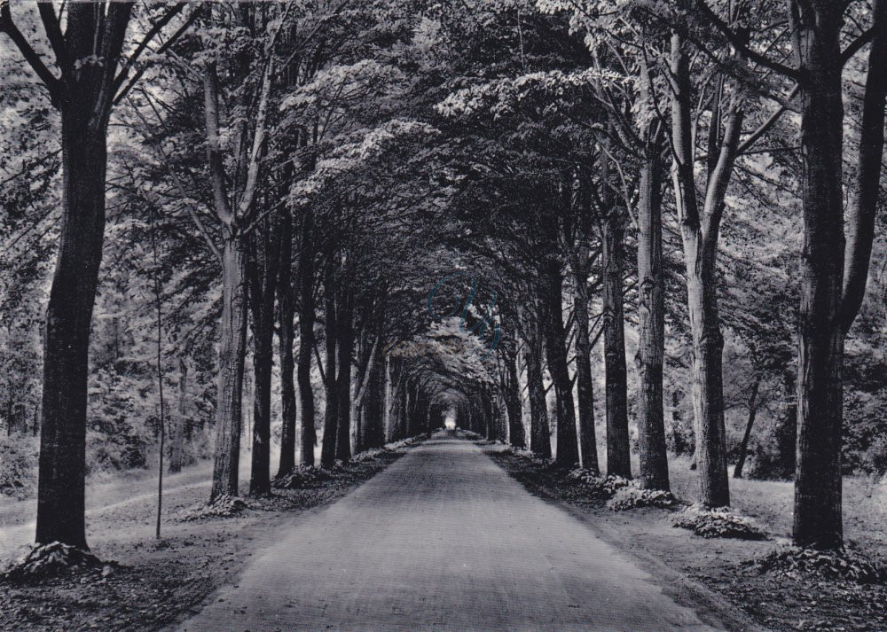 viale dei Tigli Viareggio Anno 1949