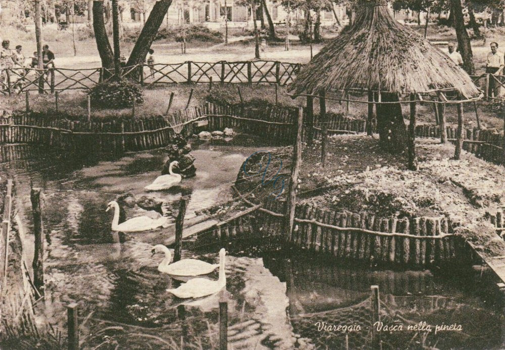 Lago dei Cigni Viareggio Anni '50