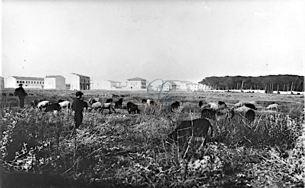 Pascolo in Pineta Viareggio Anni '50