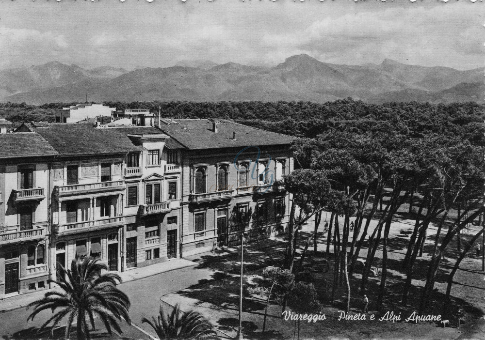Veduta Pineta e Alpi Apuane Viareggio Anno 1951