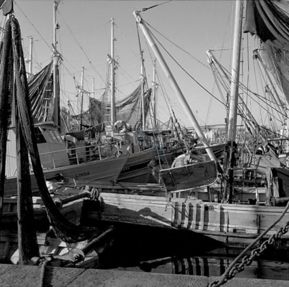 Flotta peschereccia Viareggio Anni '50