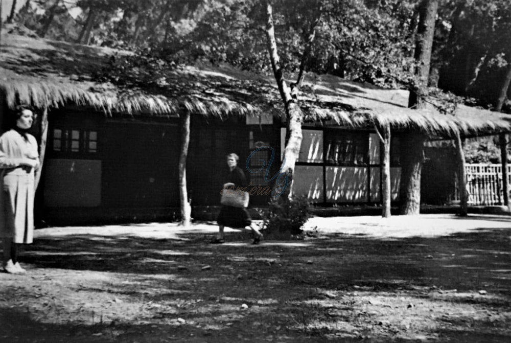 Il Pino sul Tetto Viareggio Anno 1953