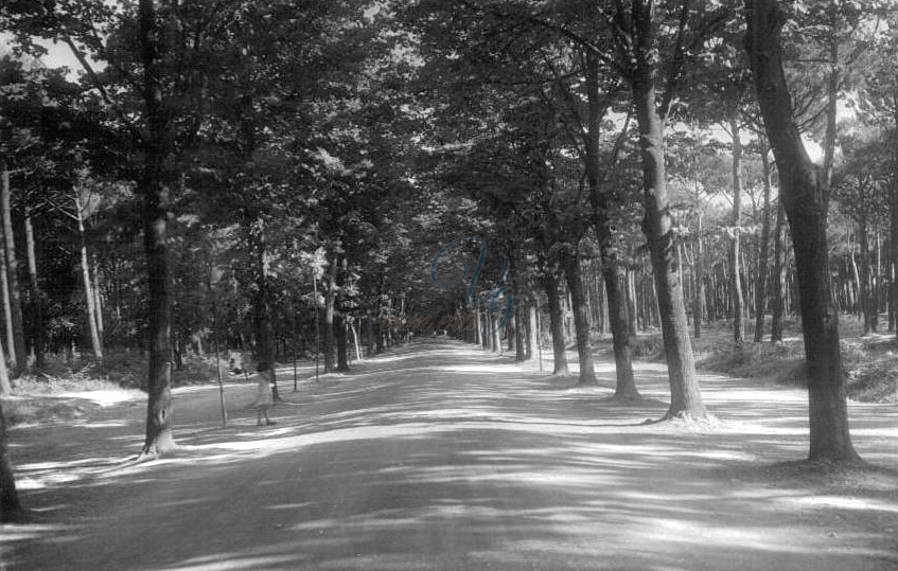 Pineta di Ponente Viareggio Anno 1953