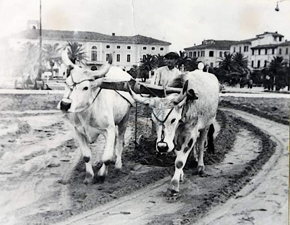 Pulizia dell’arenile Viareggio Anni '50