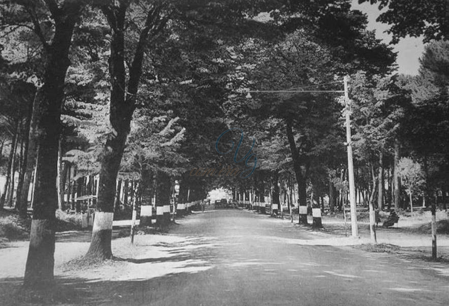 viale dei Tigli Viareggio Anno 1955