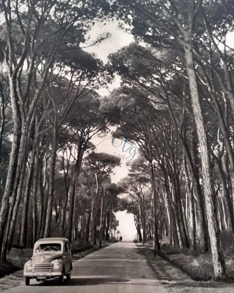 Pineta Viareggio Anno 1956