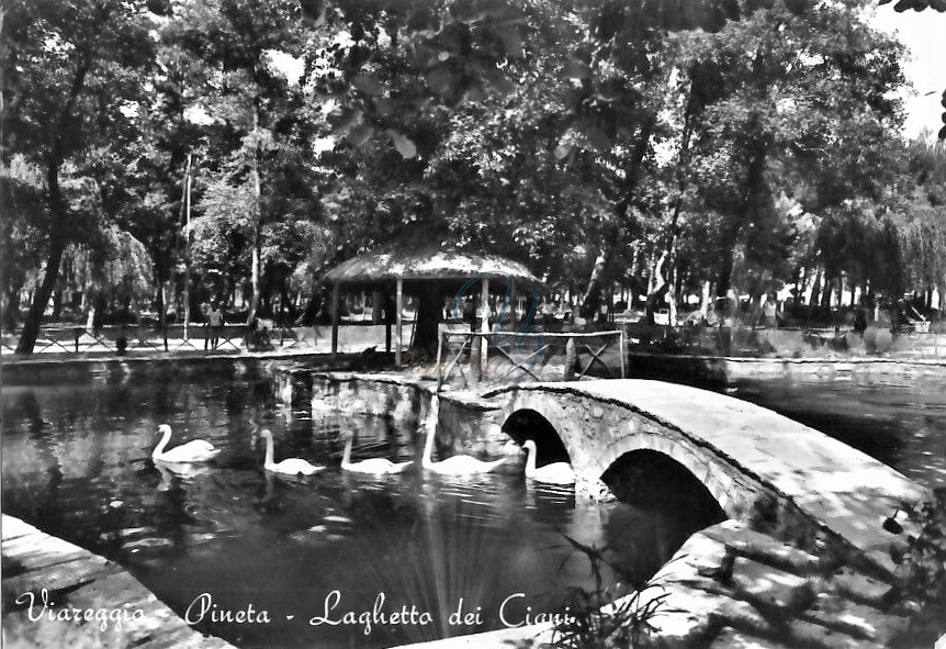 Laghetto dei Cigni Viareggio Anni '60