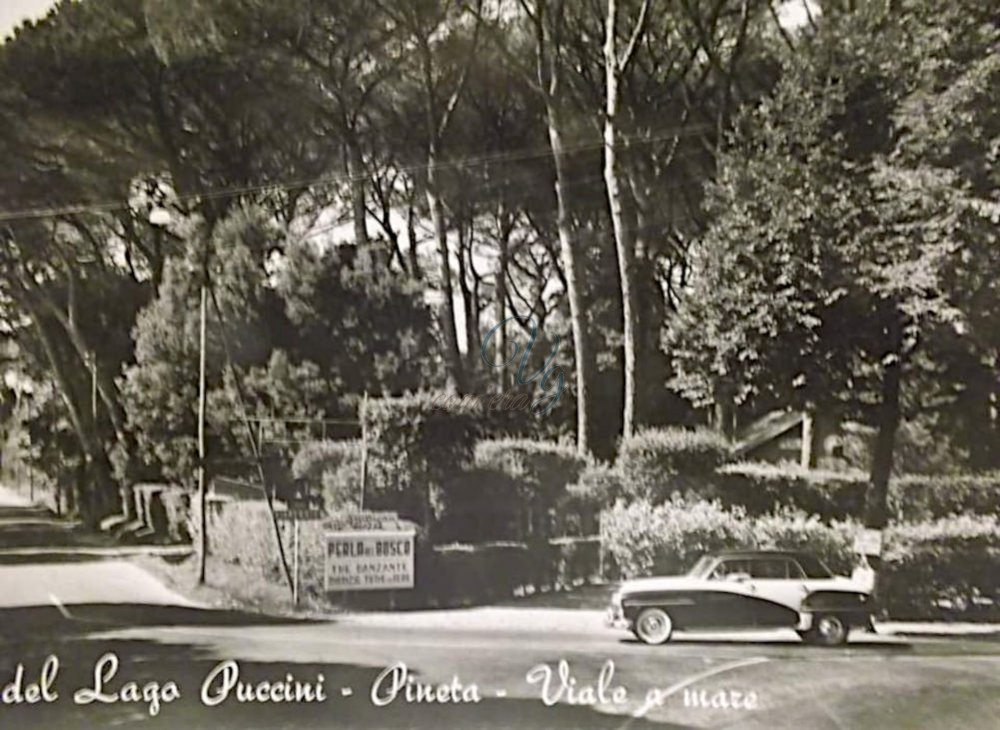 Perla del Bosco Viareggio Anni '60