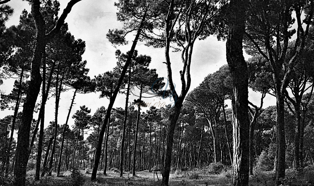 Pineta di Levante Viareggio Anni '60