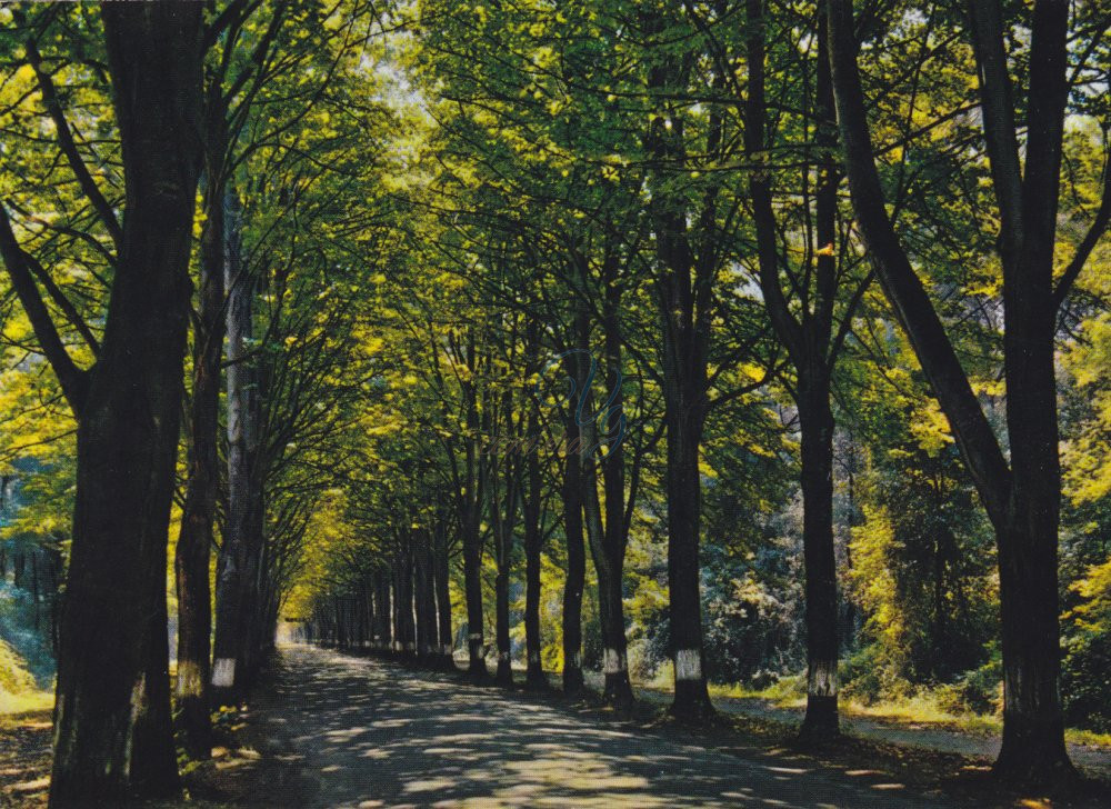 viale dei Tigli Viareggio Anni '60