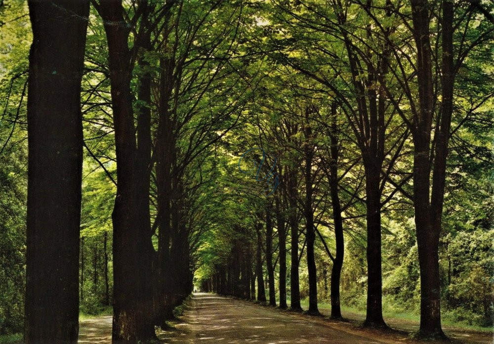 Viale dei Tigli Viareggio Anno 1967