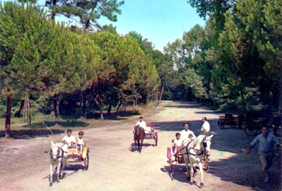 Cavallini in pineta Viareggio Anni '70