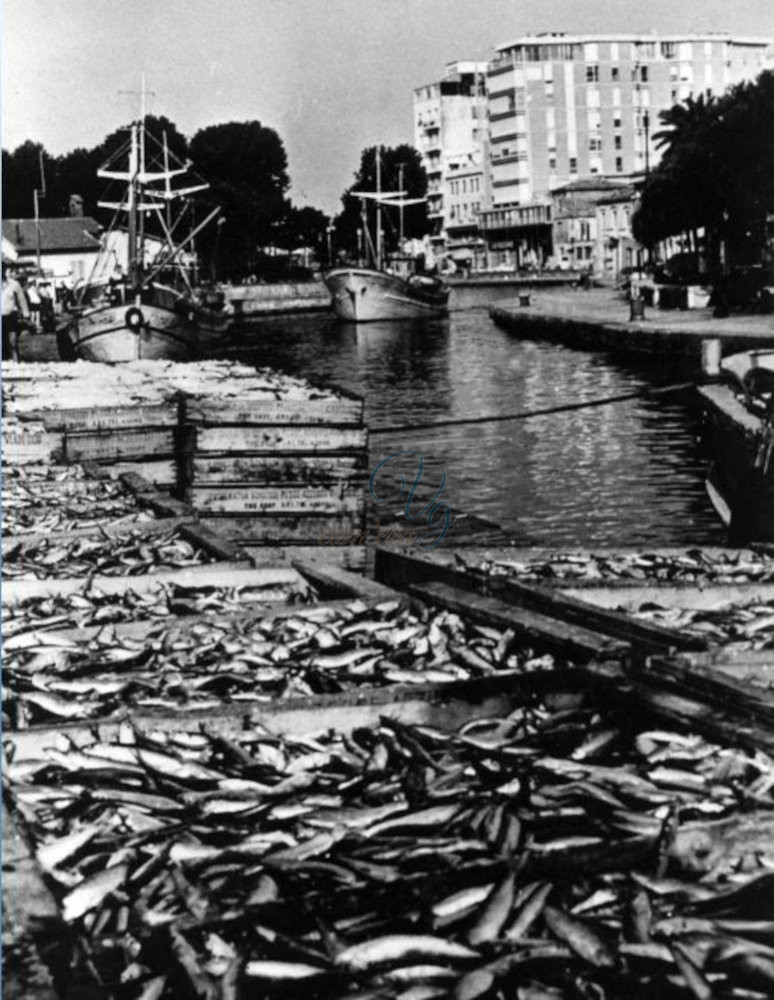 Cooperativa Armatori Pesce Azzurro Viareggio Anni '70