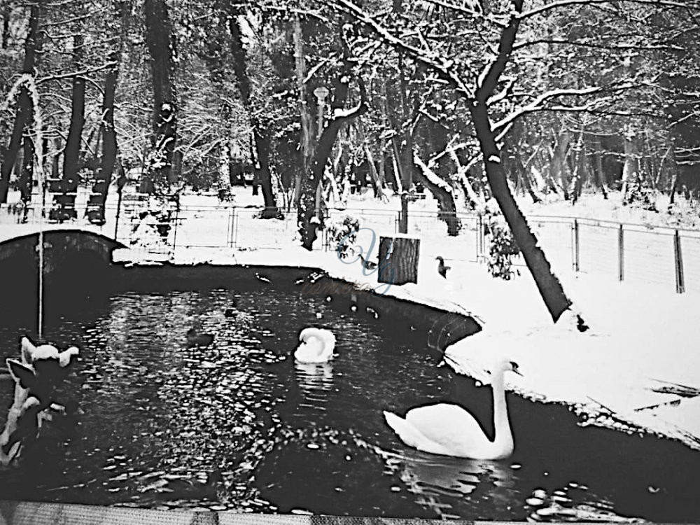 Laghetto dei Cigni Viareggio Anno 1985