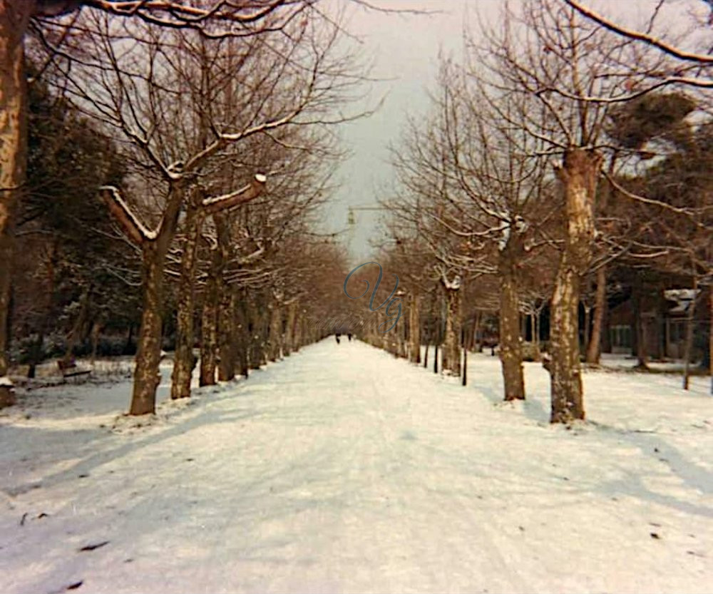 Viale Capponi Viareggio Anno 1985