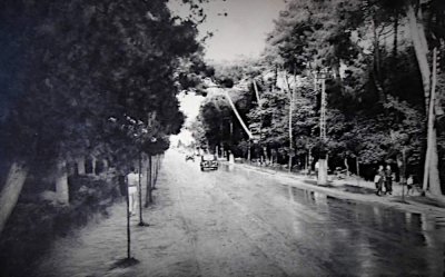 Tra le pinete - Anno 1949