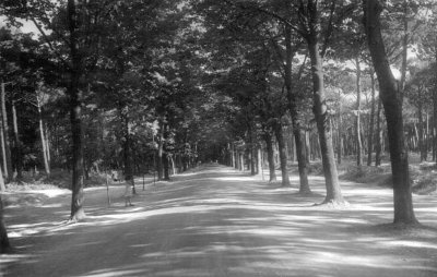 Pineta di Ponente - Anno 1953