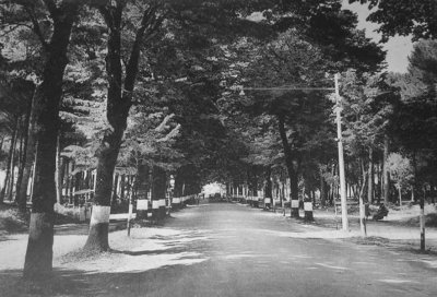 viale dei Tigli - Anno 1955