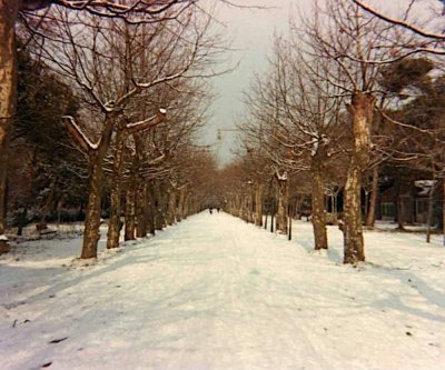 Viale Capponi - Anno 1985